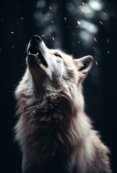 alpha_wolf_'s avatar