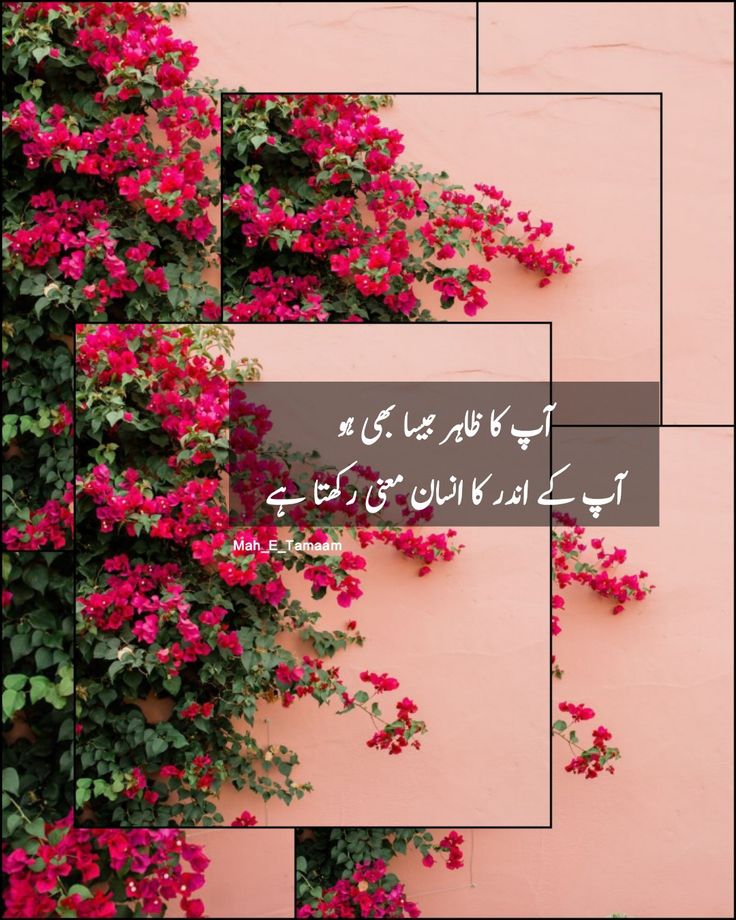 Asslam o Alikum