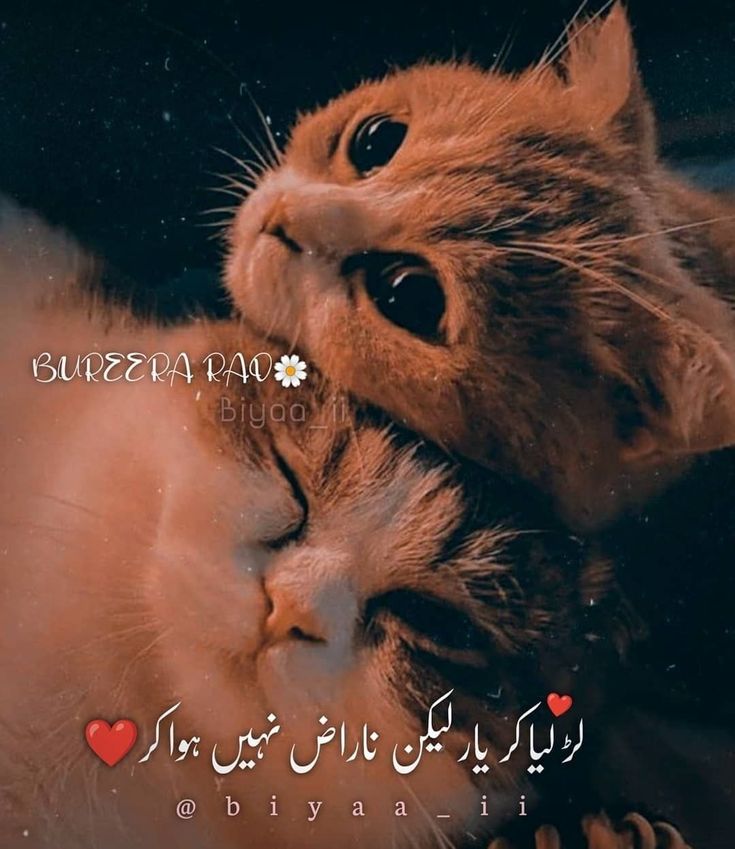 Funny Poetry post on Dostana