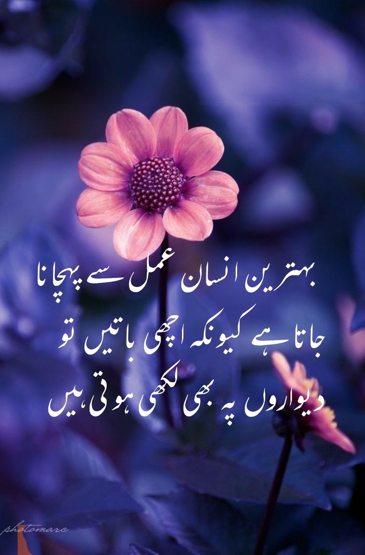Deep Lines post on Dostana