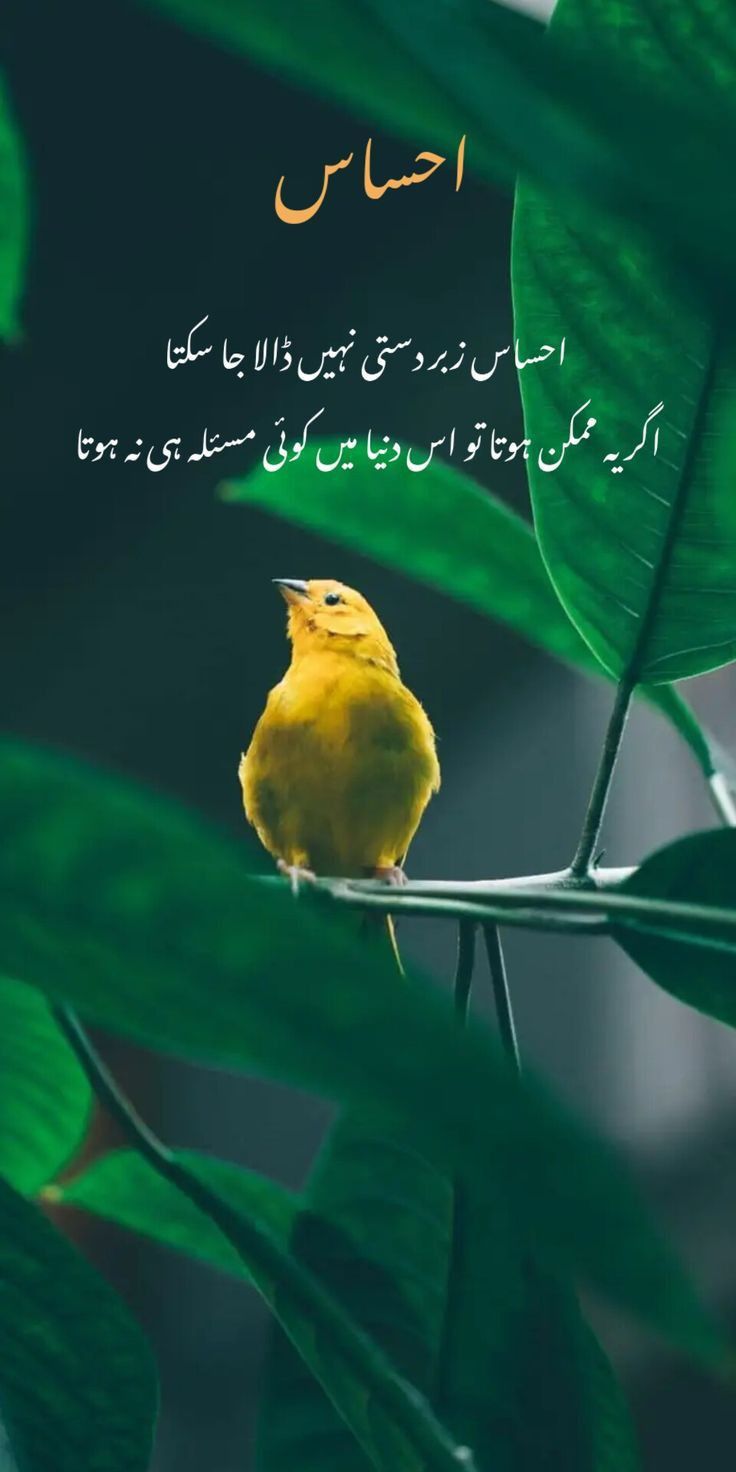 Deep Lines post on Dostana
