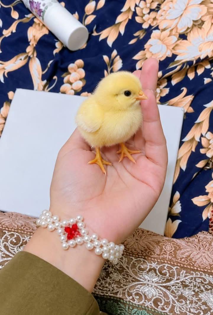 اسکو پال کر بڑا کروں گی کیا پتہ مرغا بن کر سونے کا انڈہ دینے لگے 🐣