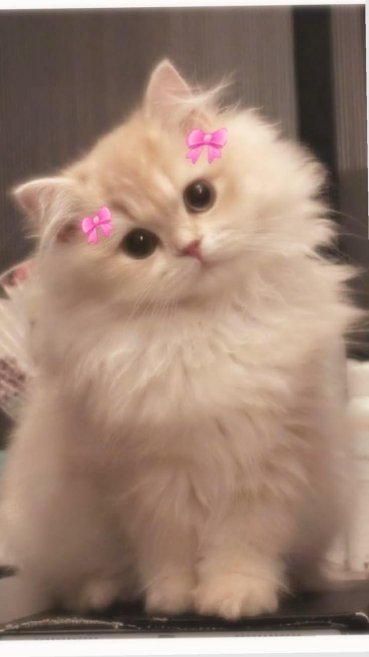 Cutie 🎀