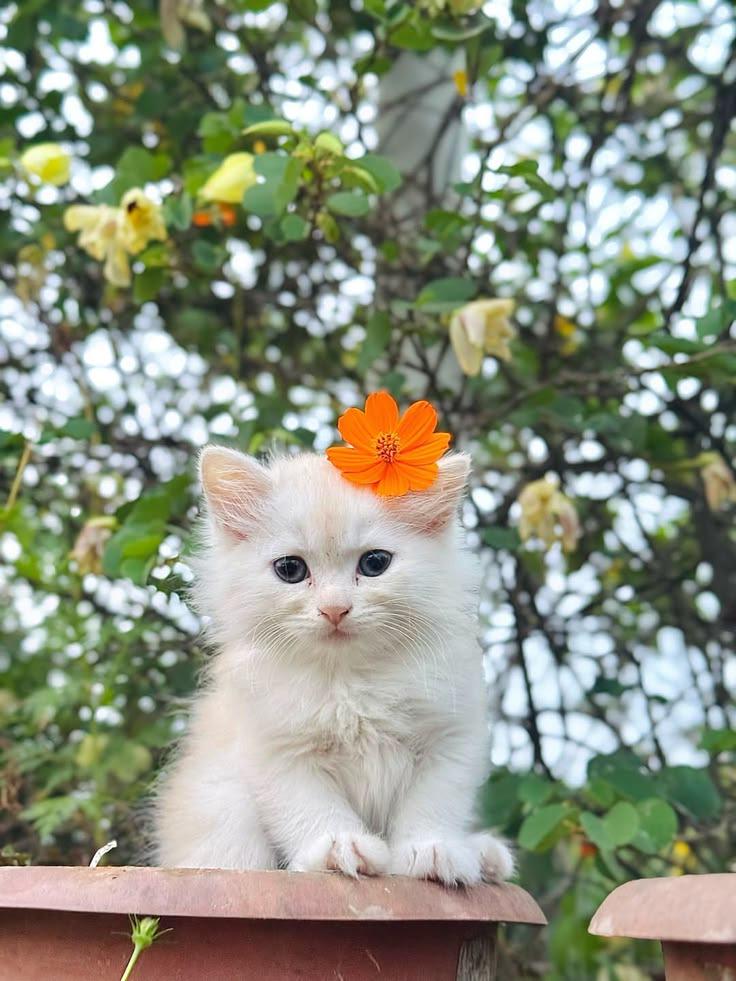 Pets post on Dostana