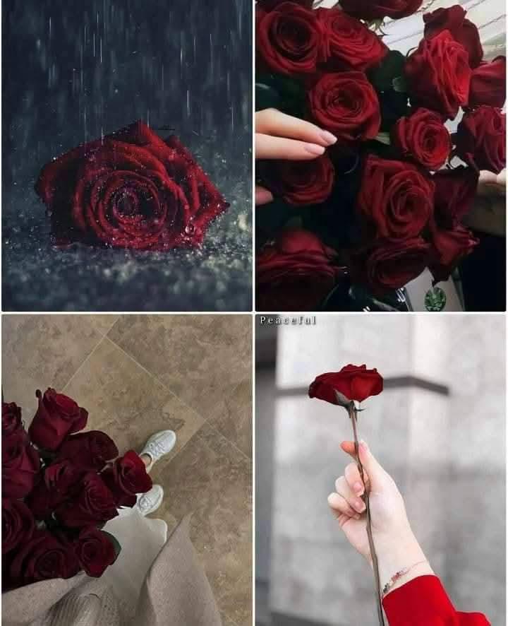 ‏منافقت کا نصاب پڑھ کر محبتوں کی کتاب لکھنا
‏بڑا کٹھن ہےخزاں کے ماتھے پر داستان گلاب لکھنا🌹