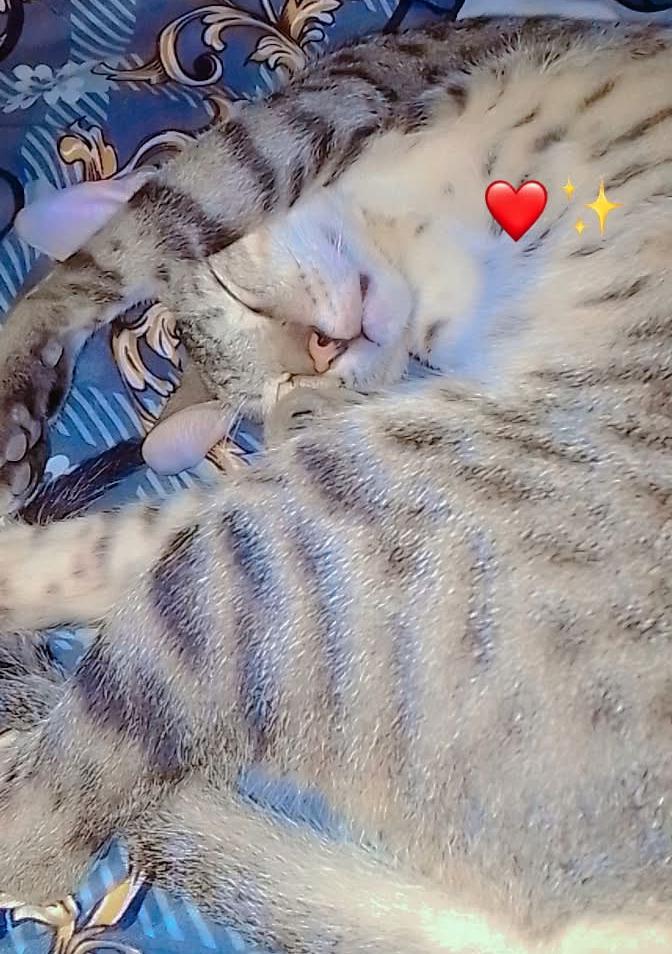 Chota SA munna❤️