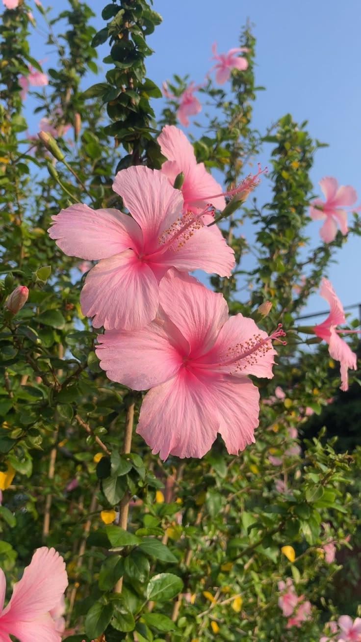 Gardening post on Dostana