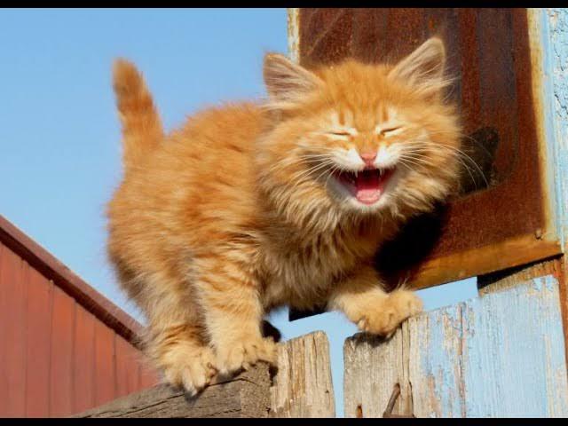 Pets post on Dostana