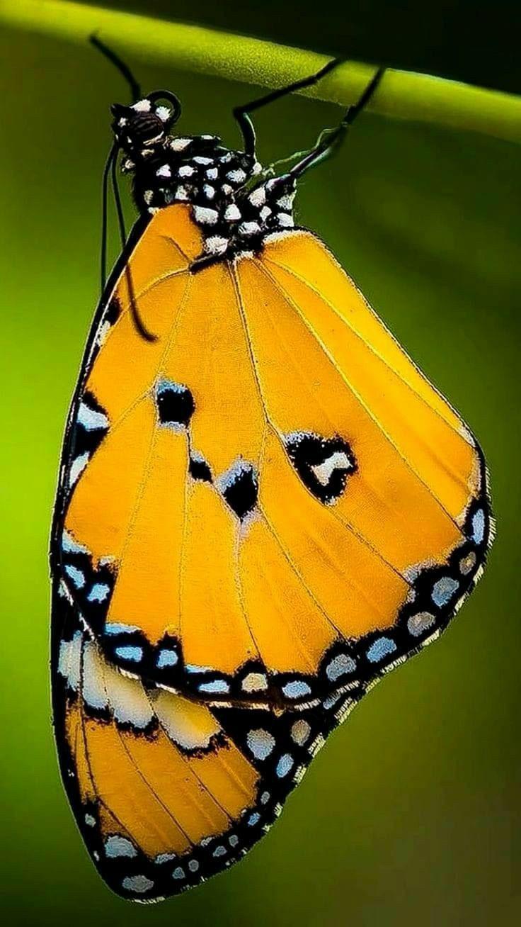 🌼🌼🌼