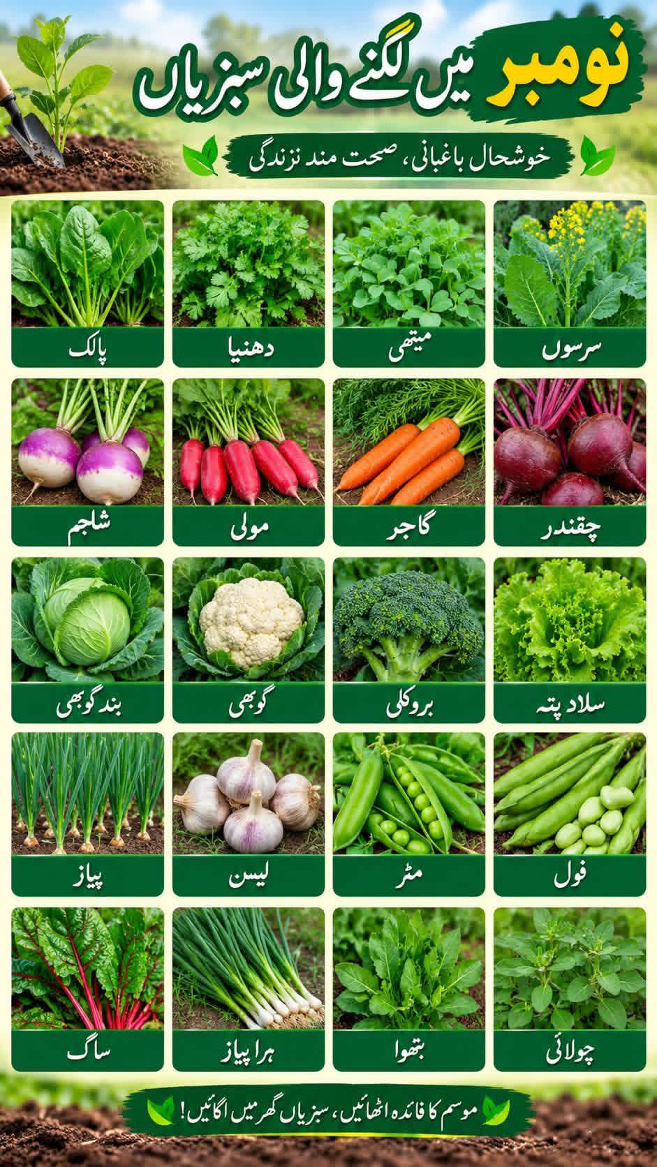 Food post on Dostana