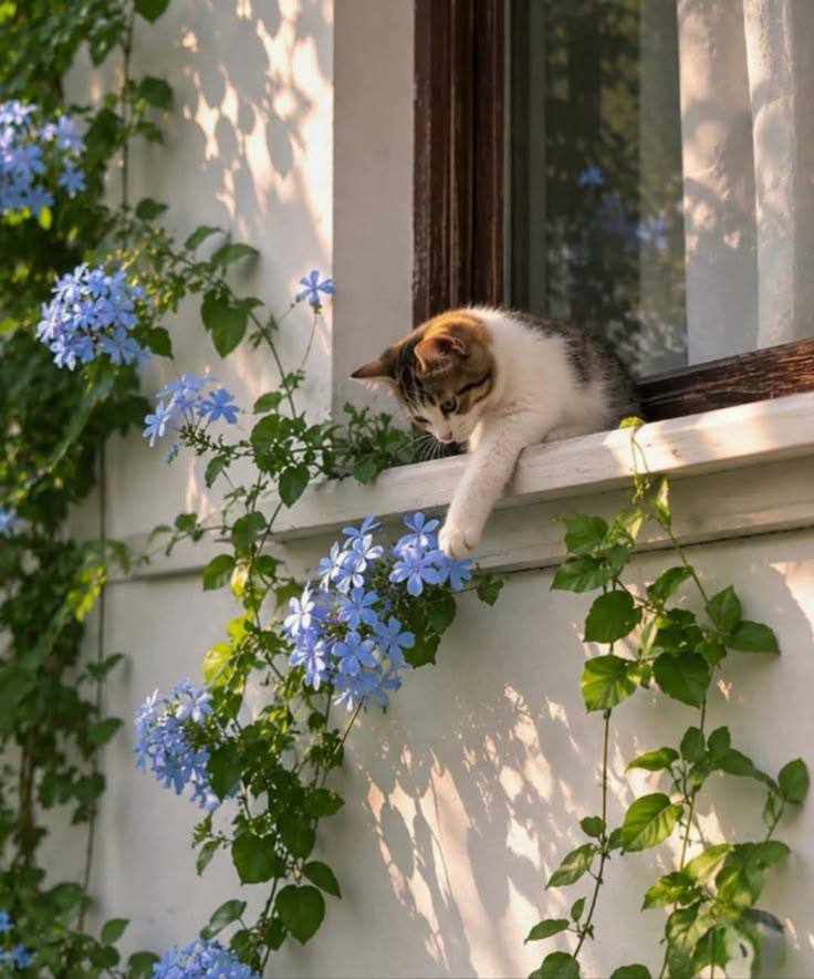 Pets post on Dostana